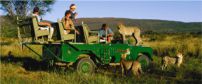 Africat Foundation Cheeta